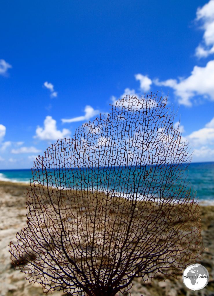 Sea-fern coral on Cayman Brac.