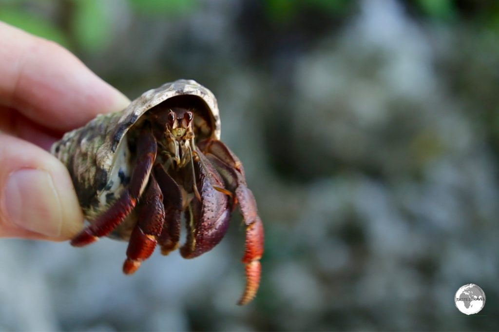 Hermit crabs can be found all over Cayman Brac.