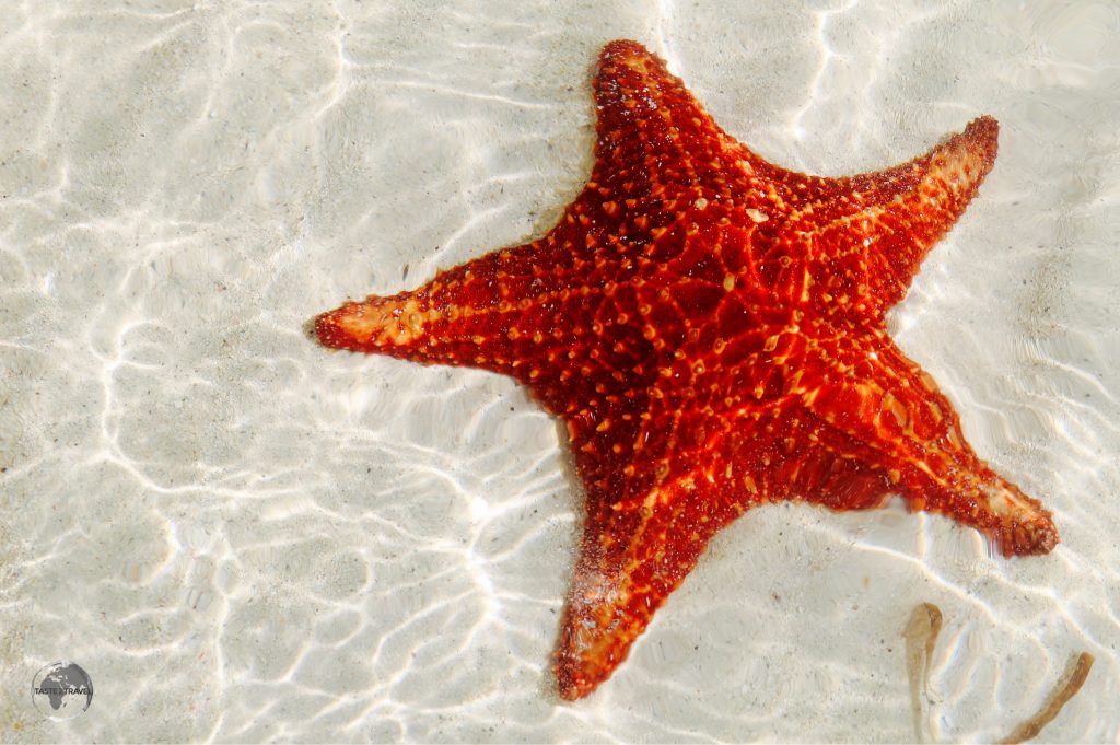 Starfish at Starfish Point, Grand Cayman.