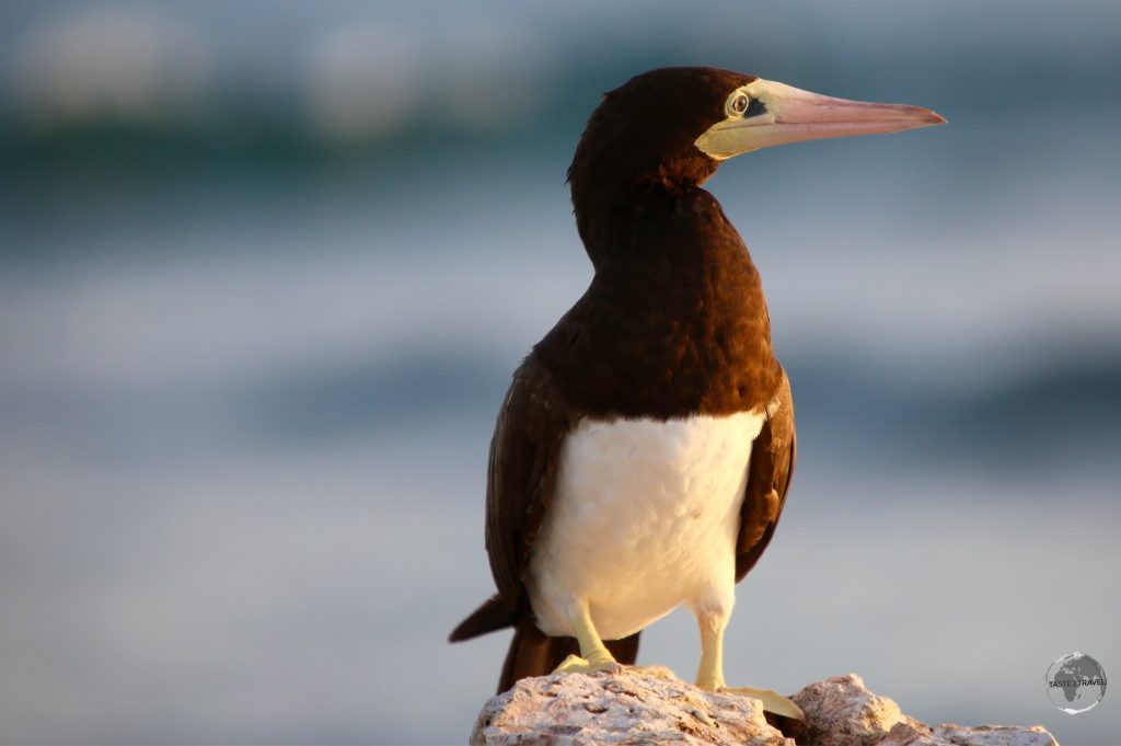 Adult Brown Booby on Cayman Brac.