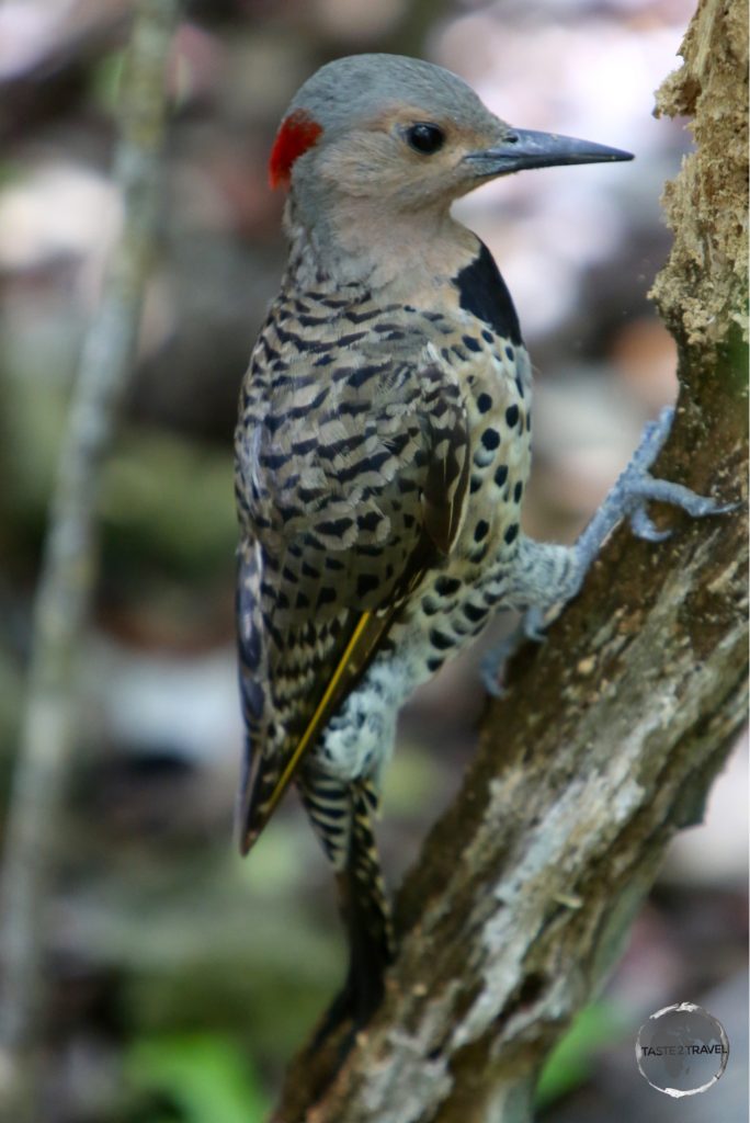 West Indian Woodpecker in the QEII Botanical Park.