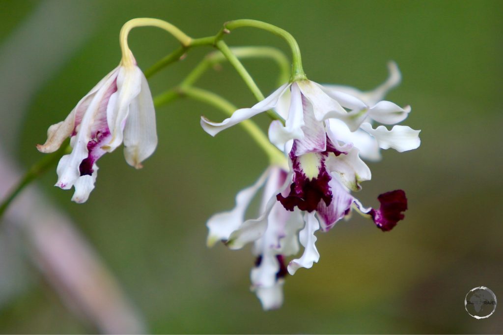 The national flower of the Cayman Islands – the Wild Banana Orchid – in the QEII Botanic Park.