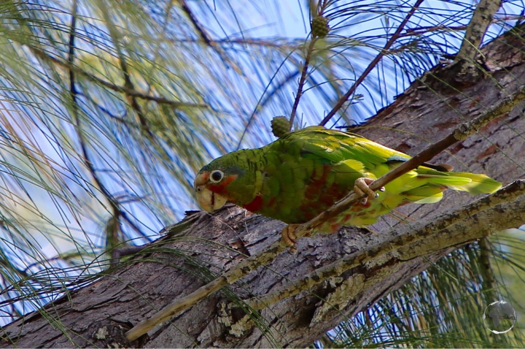 Grand Cayman Parrot on Grand Cayman.