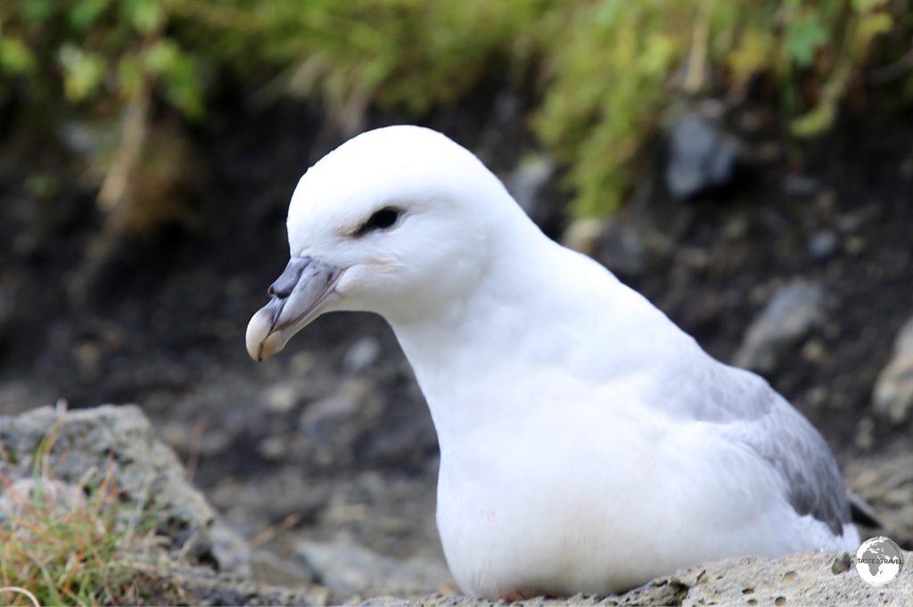 Northern Fulmar's nest inside the canyon.