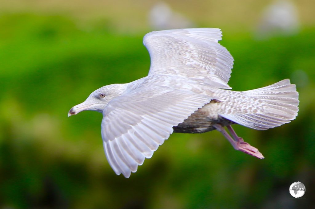 Icelandic gull.