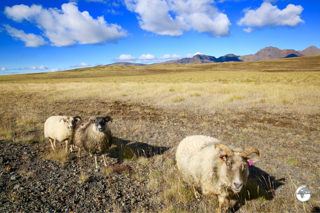 Often a road hazard - Icelandic sheep roam freely in Þingvellir National Park and all over the island.