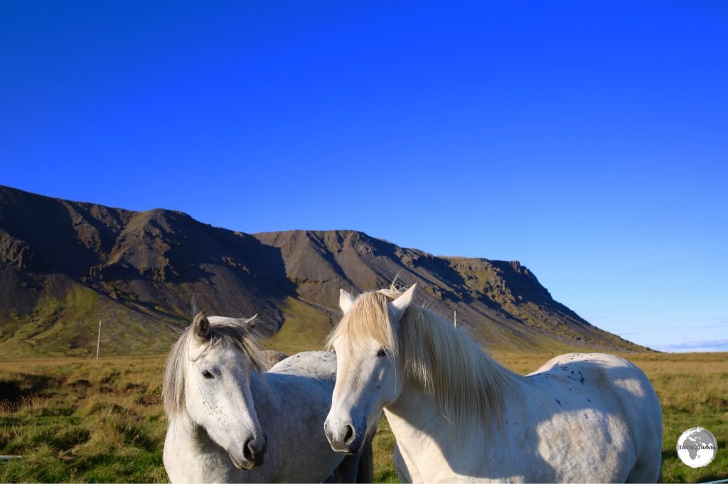 Icelandic horses can be seen all over the island.