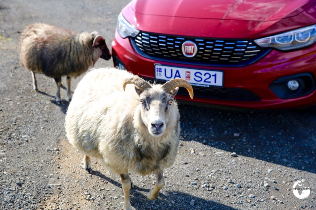 I did make some friends on Iceland, including these friendly Icelandic sheep. They surrounded my car so I couldn't leave.