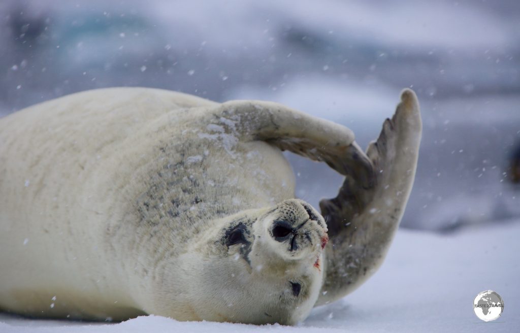 A Crabeater seal lazes on an ice floe near Adelaide island, Antarctica.