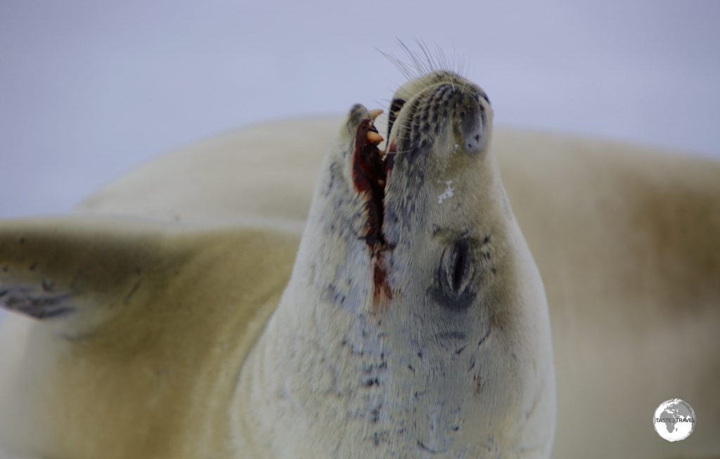 Due to their diet of krill, Crabeaters seals often have a blood-red stain around their mouths. Early whalers assumed this was from eating crabs, hence their name.