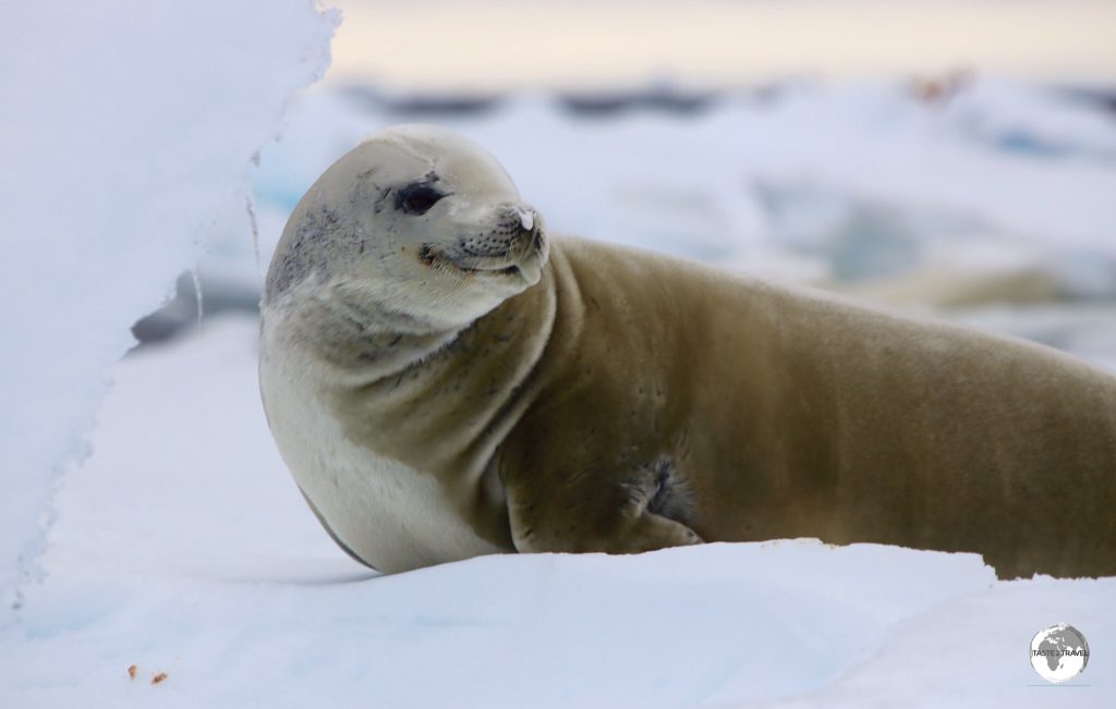 Crabeater seals are hunted by Leopard seals and Orca whales, who like to bump them off ice floes.