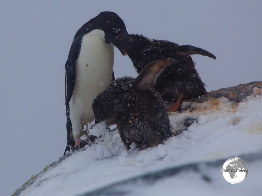 An Adélie penguin feeding its chick's on the Yalour islands.