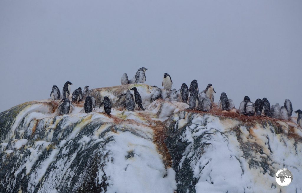 The Yalour islands are comprised of many small rocky islands which are home to numerous Adélie penguin breeding colonies.
