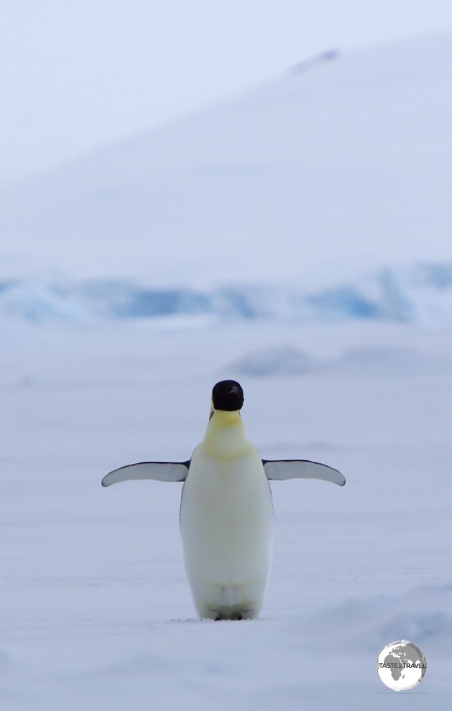 The elusive Emperor penguin is the tallest and heaviest of all penguins. This one in Crystal Sound is nearing completion of its annual Catastrophic Molt.