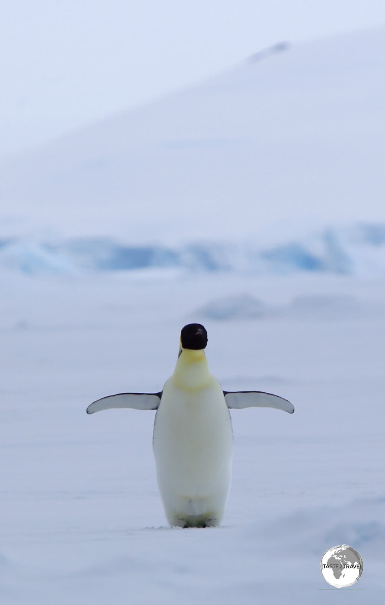 An Emperor penguin in Crystal Sound.