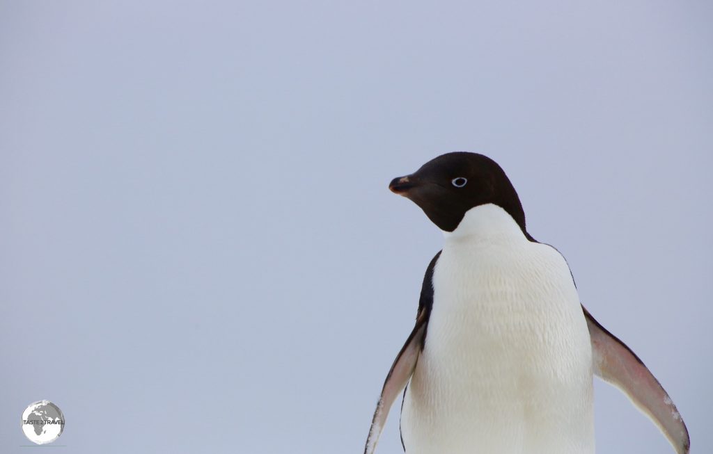 We first encountered the Adélie penguin at Detaille Island.