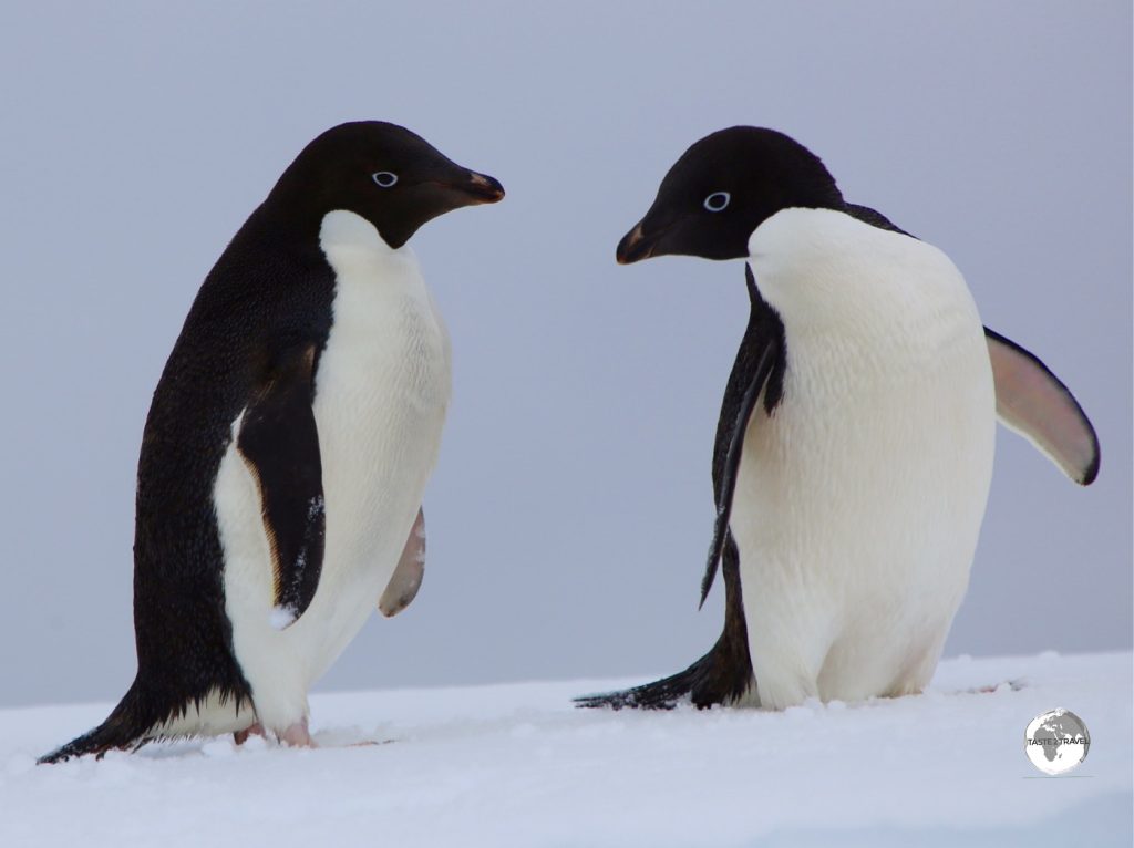Adélie penguins were discovered in 1840 by scientists on a French Antarctic expedition, who named them after the wife (Adéle) of the expedition leader Jules Dumont d’Urville.