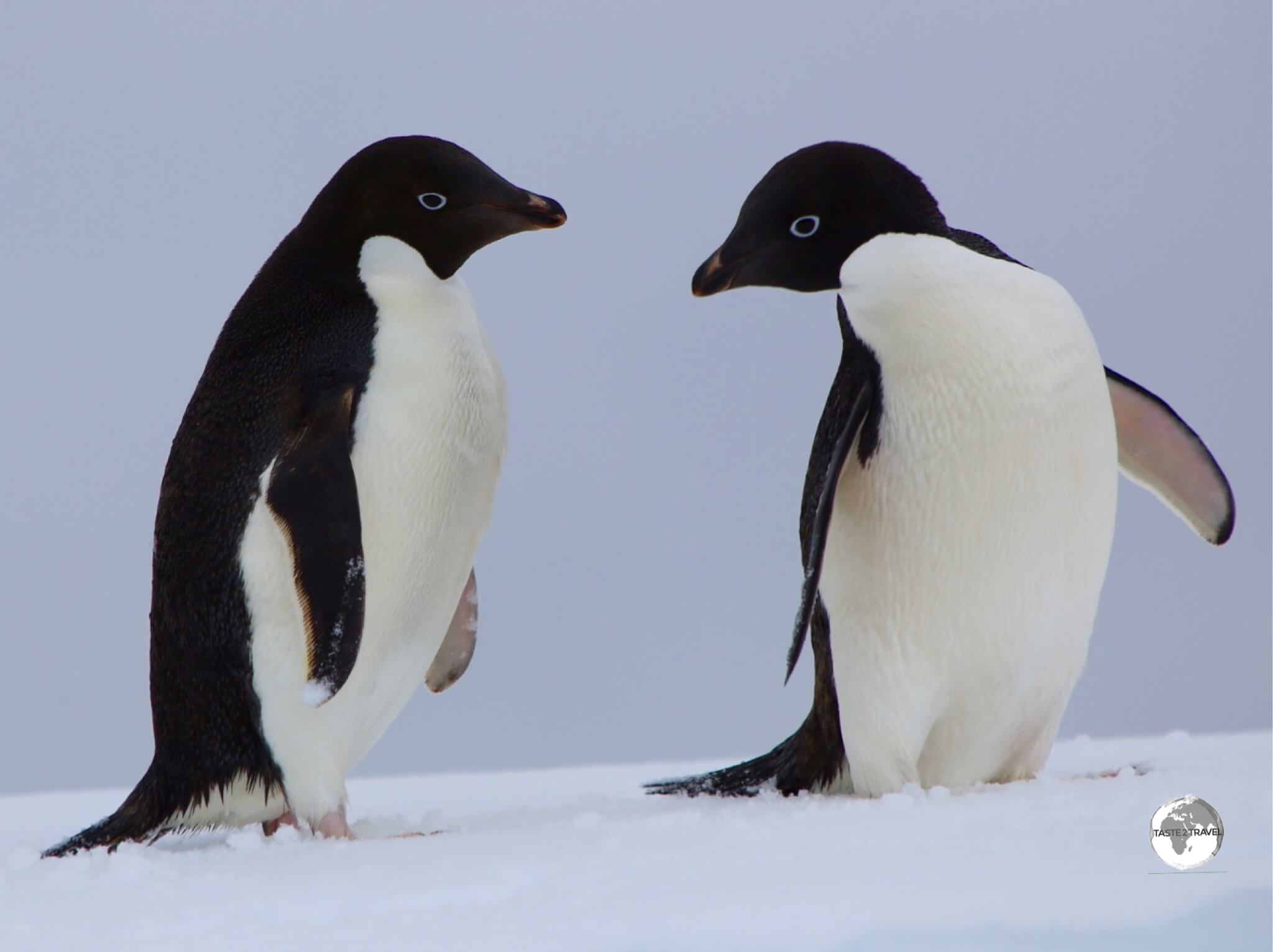 Adélie penguins on Detaille Island.