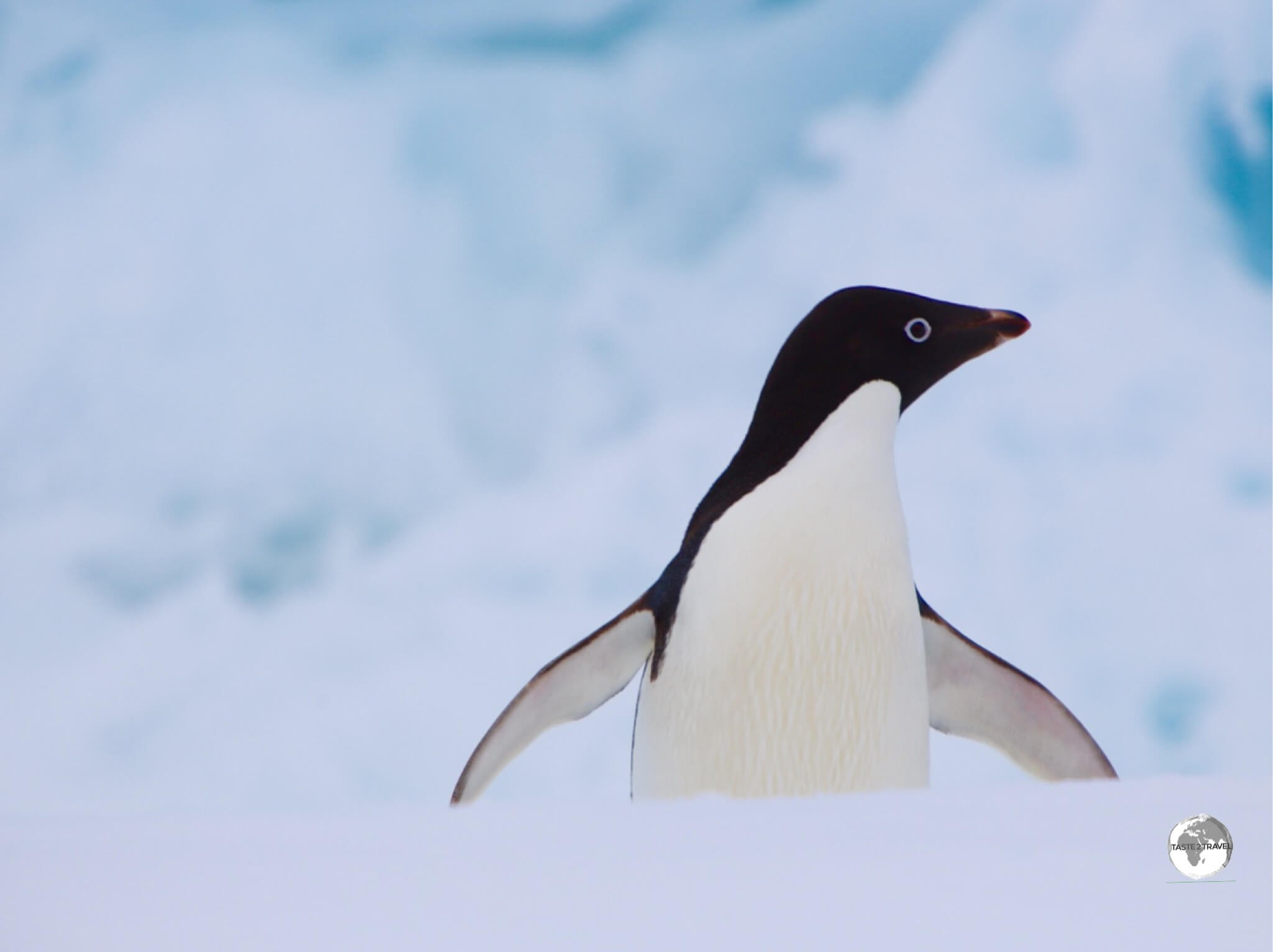 An Adélie penguin, airing its flippers on Detaille island.