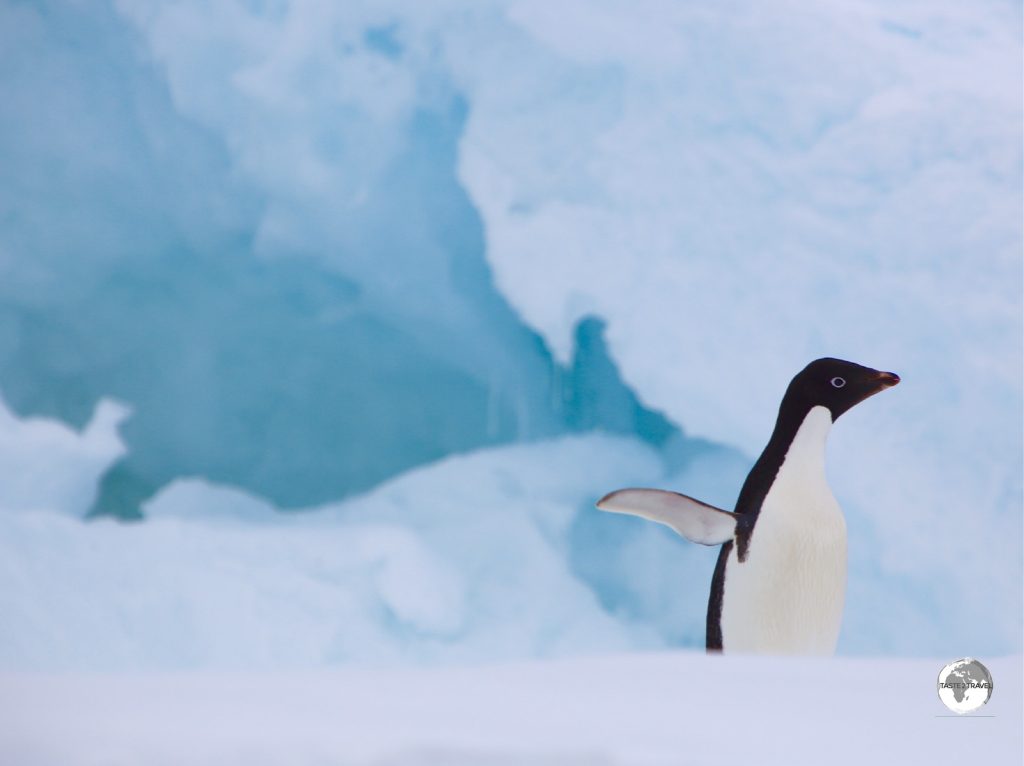 An Adélie penguin on Detaille island strikes a pose