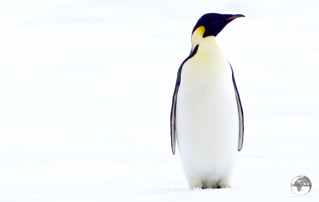 The Emperor penguin is easily distinguished thanks to the broad yellow patches on each side of its head.
