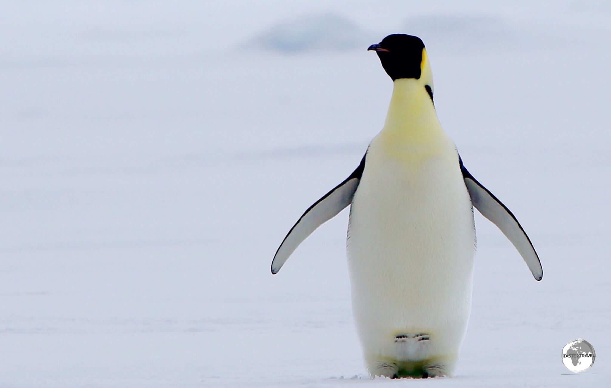 Emperor penguin's, such as this one in Crystal sound, have the distinction of being the tallest and heaviest of all penguins.