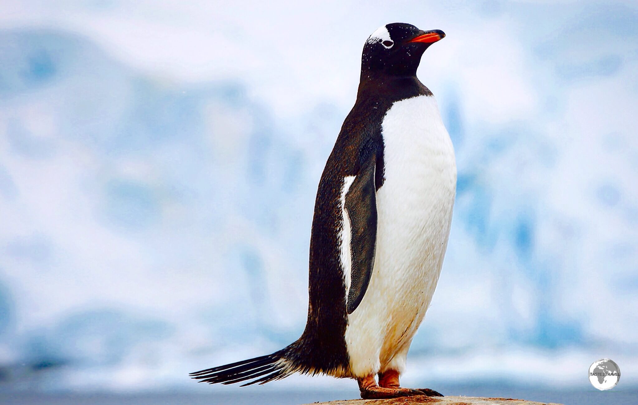 A Gentoo penguin at Port Lockroy. The 'tuxedo' colours of penguins serve as 'counter' camouflage, allowing them hide from predators while in the water.