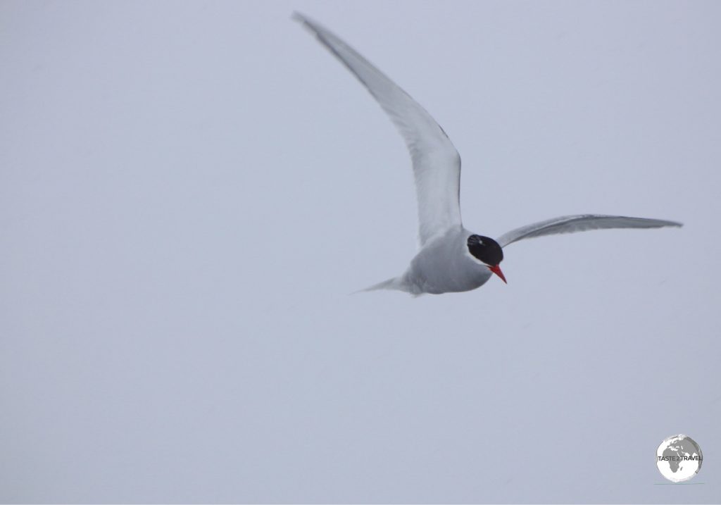 An Antarctic Tern flying over the Yalour Islands.