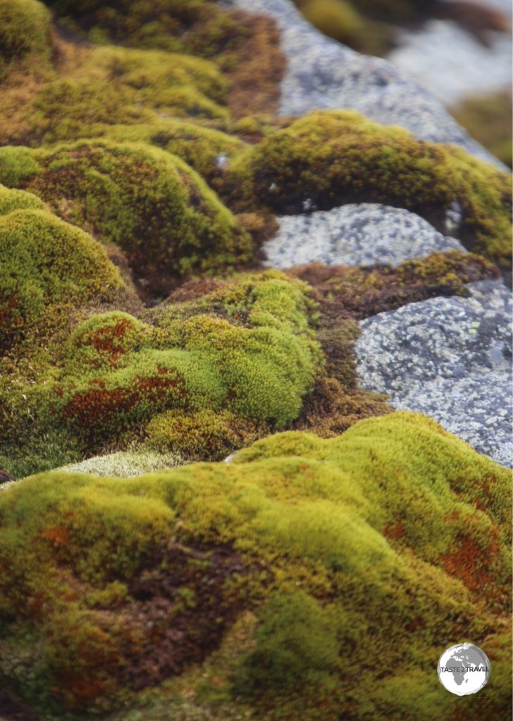Not all of Antarctica is white. Green moss is seen here at Base Brown and with warmer global temperatures melting Antarctica’s ice, scientists have predicted Antarctica will become even greener.