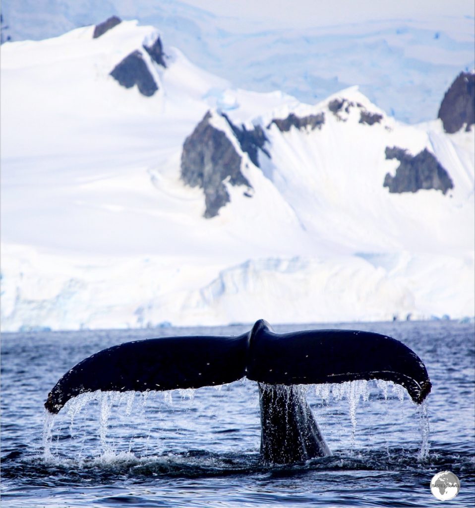 Wilhelmina Bay is known as "Whale-mina Bay" and it lived up to its reputation, with multiple pods swimming in close proximity to our small, exposed zodiacs.