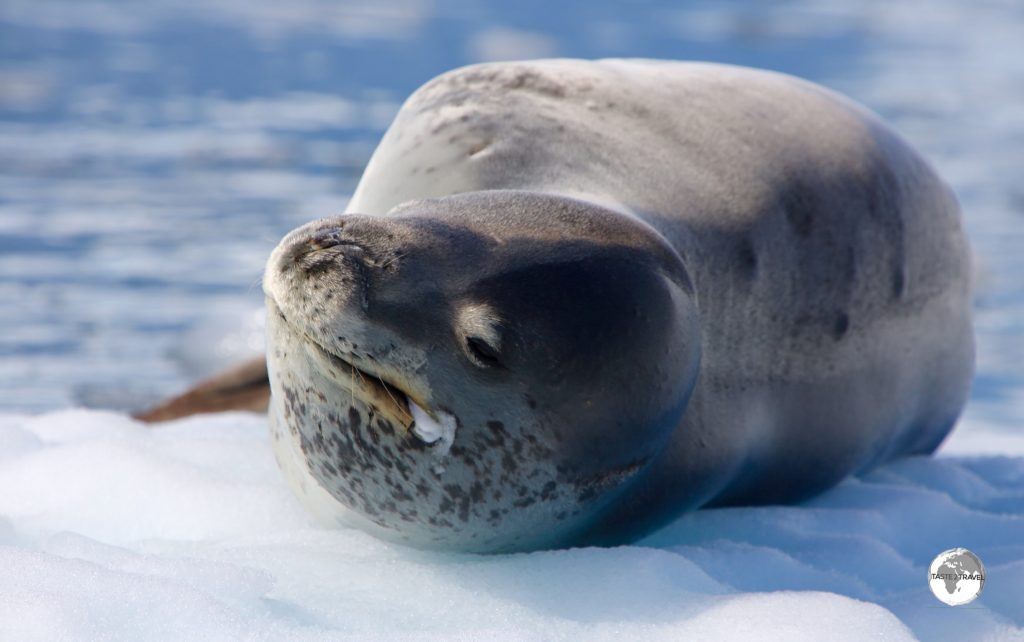 The Leopard seal is a powerful and aggressive predator, whose diet includes penguins and seal pups.