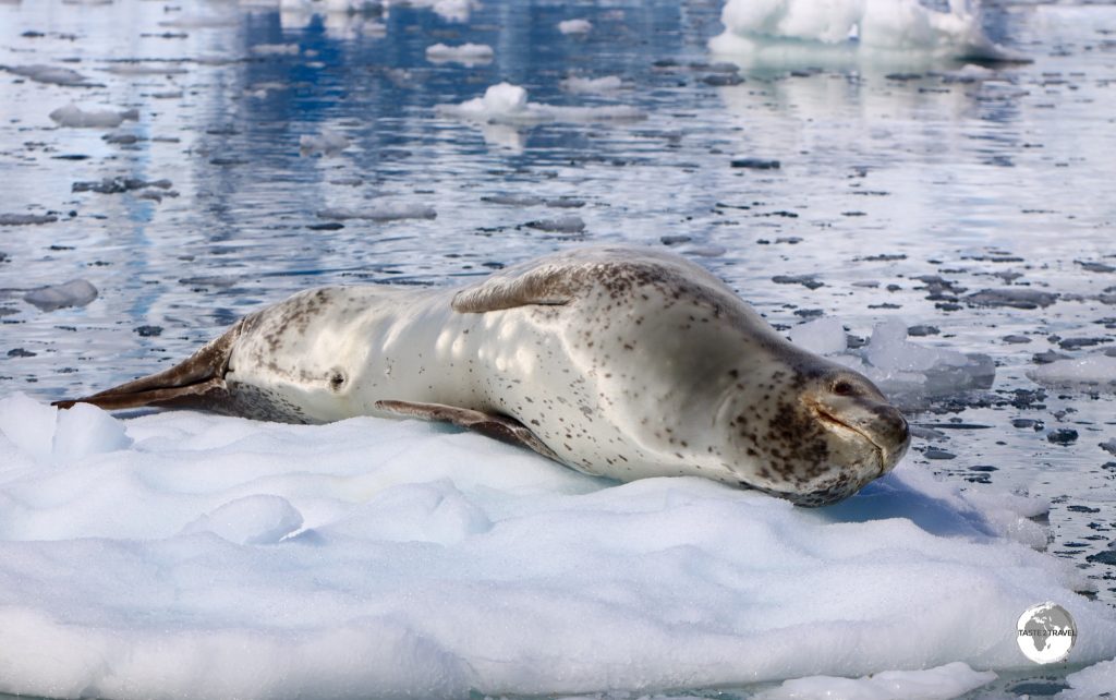A Leopard seal relaxing on an ice floe in the Graham passage.