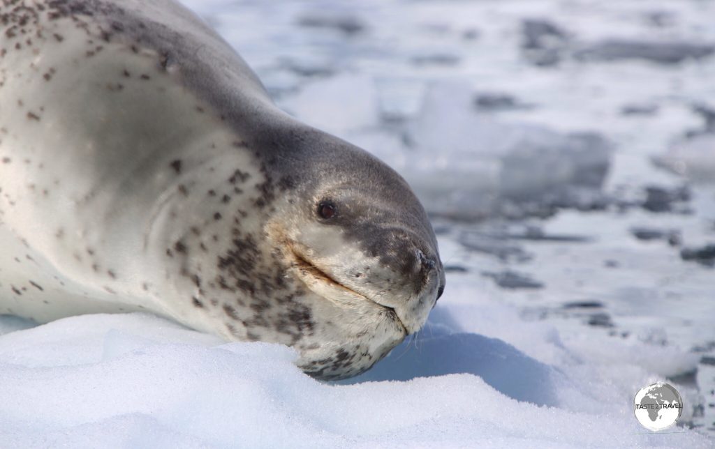 Despite his seeming grin, the Leopard Seal is the bad boy of the seal world.