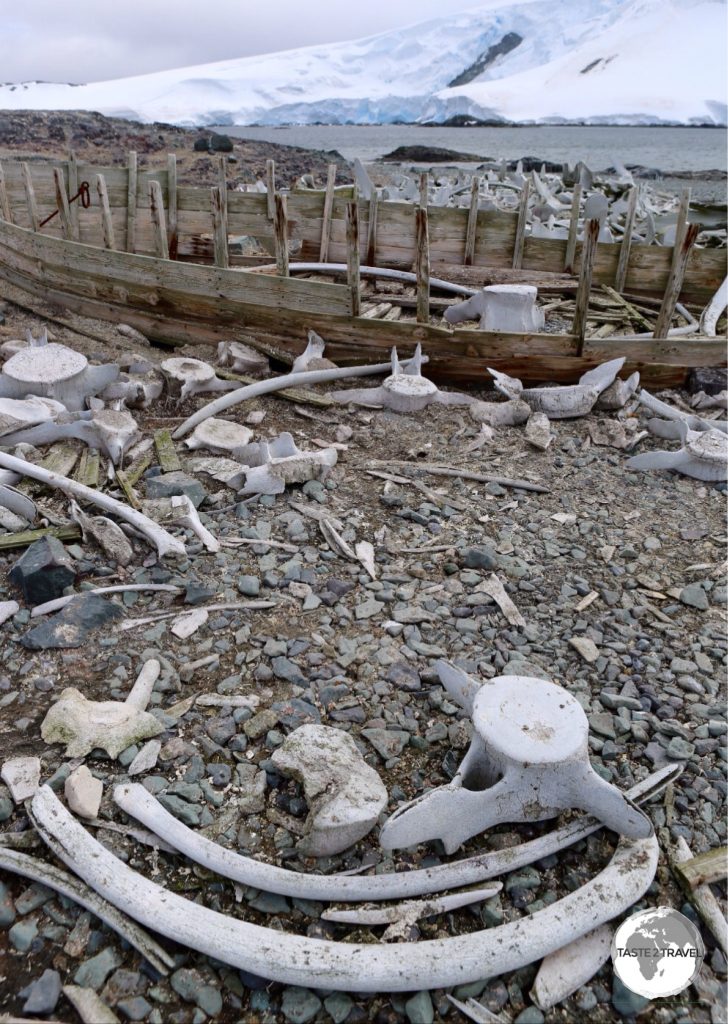 Remnants of a past era - the remains of an old whaling boat lies among discarded whale bones on the beach at D’Hainaut Island.