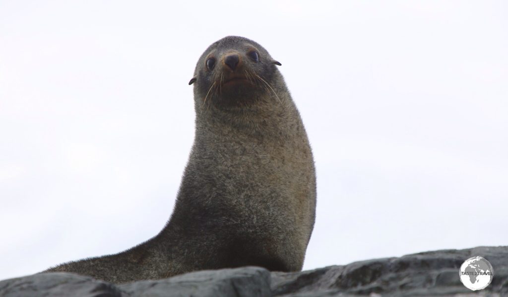 Almost hunted to extinction, the Antarctic Fur Seal has made a comeback with population estimates of around 4 million.