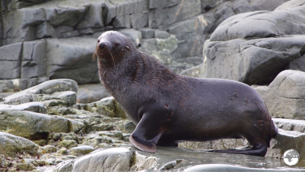 Almost hunted to extinction, the Fur Seal can be seen performing at zoos and marine parks around the world.