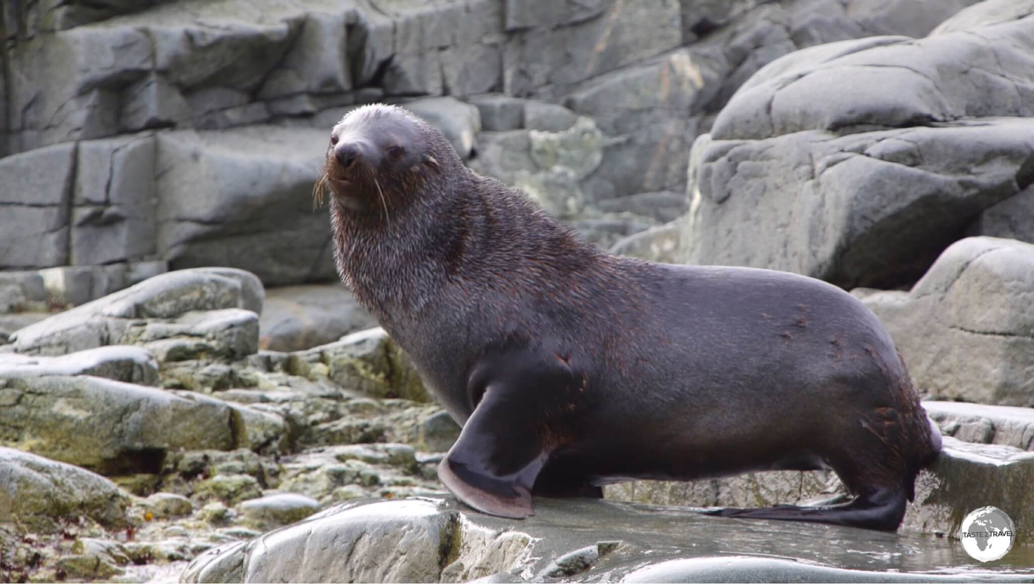 Antarctic Fur seals, such as this one at Trinity Island, prefer the warmer, more northern extremes of the Antarctic peninsula.