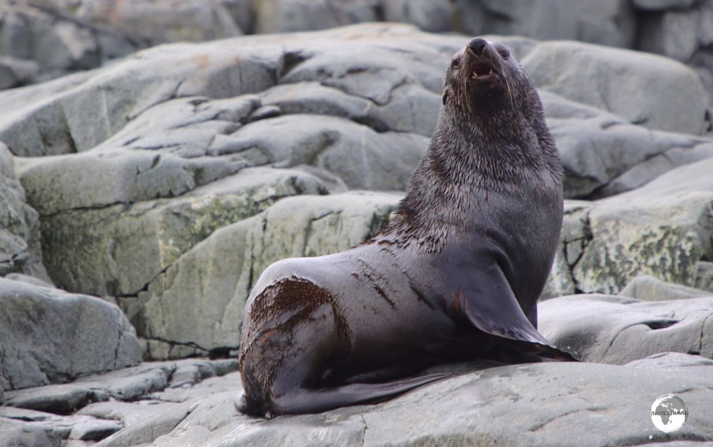 The only Fur Seal we saw during our trip to Antarctica.