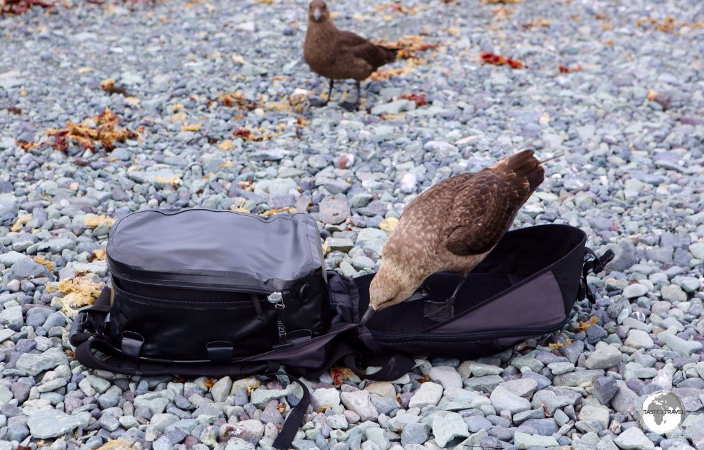A curious Brown Skua investigates my camera bag on D’Hainaut Island.