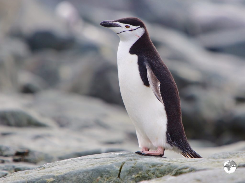 The Chinstrap is related to the Gentoo and Adélie penguins.