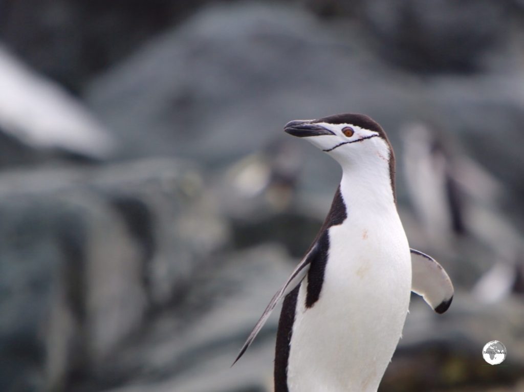 Chinstrap penguins get their name from the fine black line which runs, from cheek-to-cheek, across their white face.