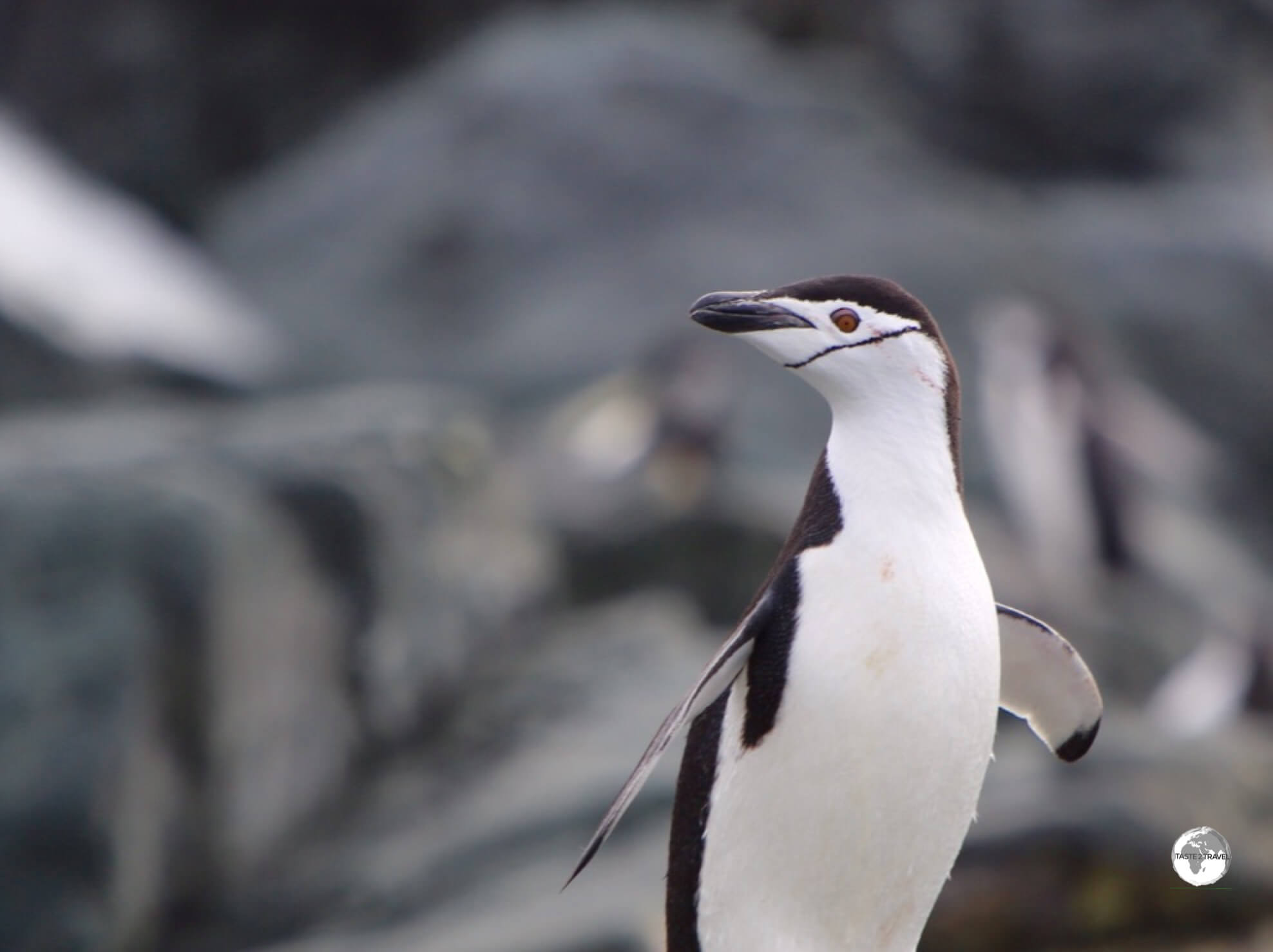 Chinstrap penguins, such as this one on Trinity Island, get their name from the fine black band of feathers which runs, from ear to ear under their chin.