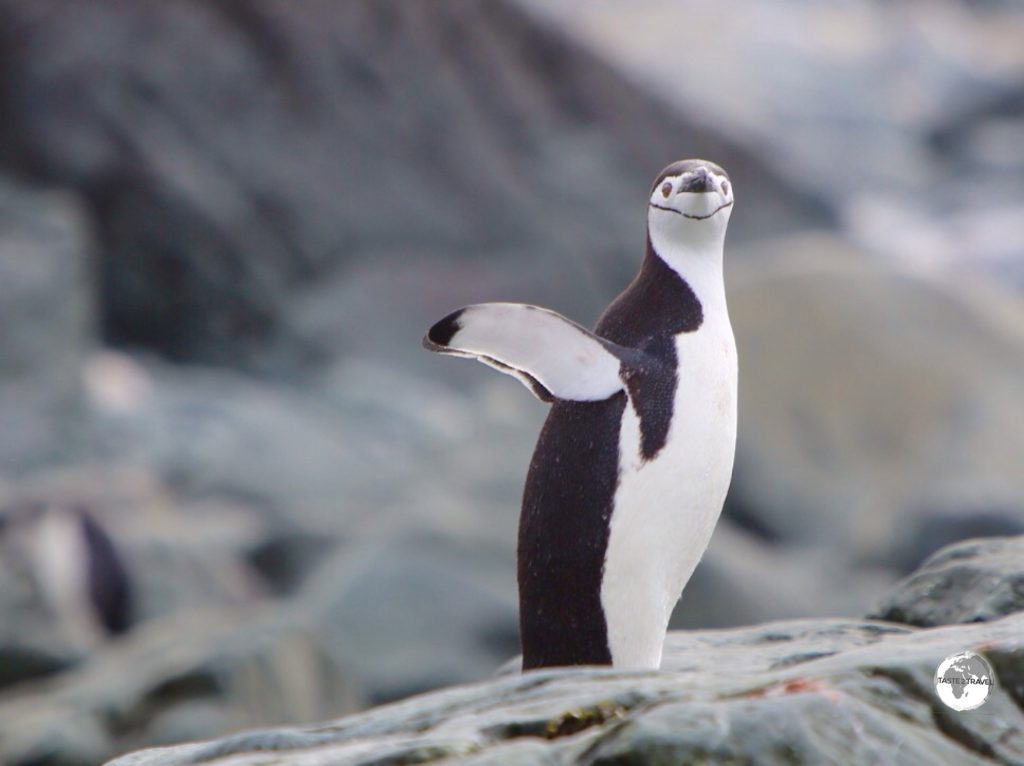 A curious Chinstrap Penguin.