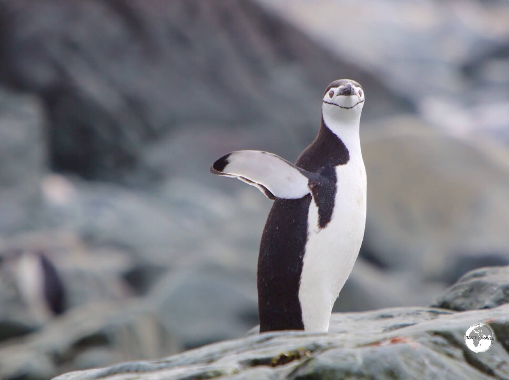 A Chinstrap penguin on Trinity Island, airing its flippers after emerging from the sea.