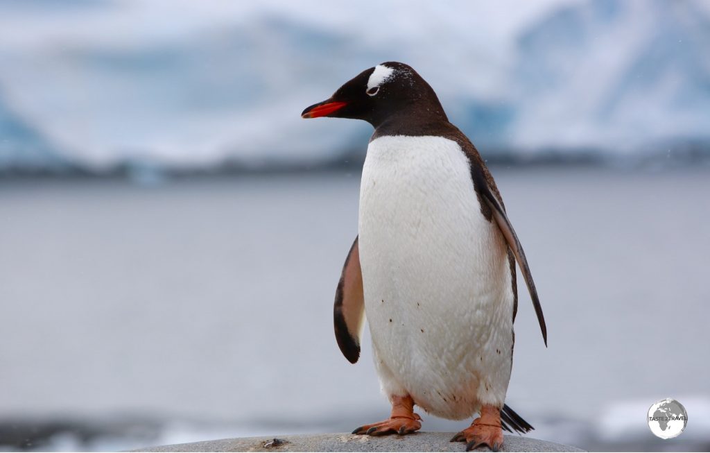 Strike a pose! A friendly Gentoo penguin at Port Lockroy.