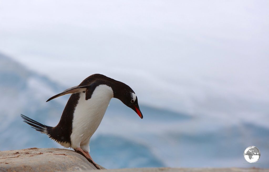 Closely related to the Chinstrap and Adélie - the Gentoo is the 3rd-largest species of penguin after the Emperor and King.