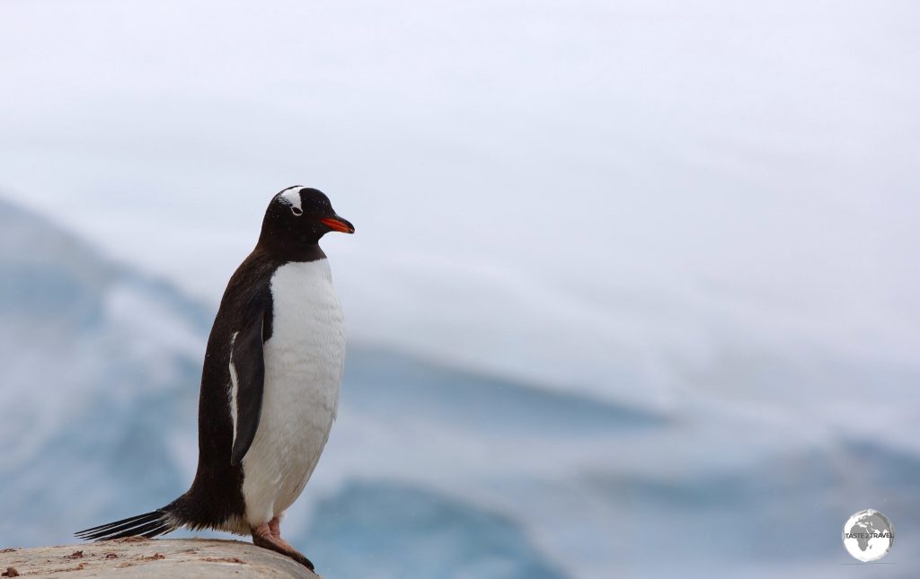 A Gentoo penguin at Port Lockroy. Gentoo's are easily identified by their orange-red coloured becks.
