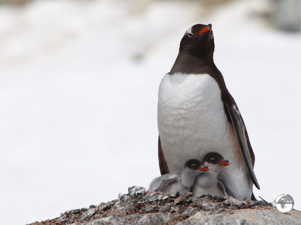 A Gentoo penguin with her chick's at the busy breeding colony on Danco Island.