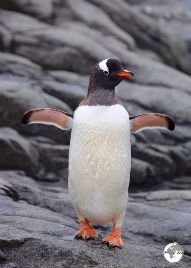 A Gentoo penguin at Port Lockroy drying its flippers after exiting the sea.