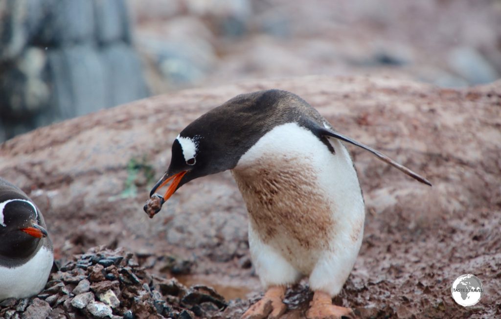 A male Gentoo penguin at Port Lockroy seeks 'favour' from a female by offering her a pebble for her nest - a pebble he stole from the neighbouring nest.